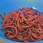 Cooking With Kids Thursday: Jello Worms!