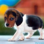 FREEBIE ALERT:  FREE Purina Puppy Care e-Book!
