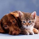 FREEBIES for pets: free pet safety kit, free dog or cat treats, free dog or cat food!
