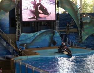 shamu-show